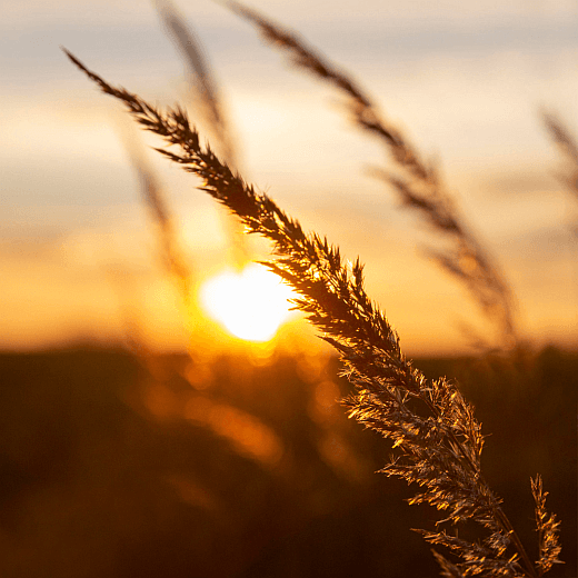 Nutritec Agro